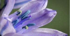 Spanish Bluebells