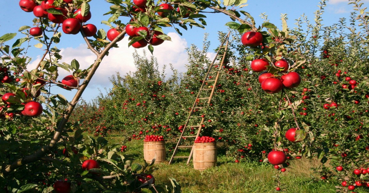 सेब के पेड़ों को खाद खिलाने की टिप्स – Apple Tree