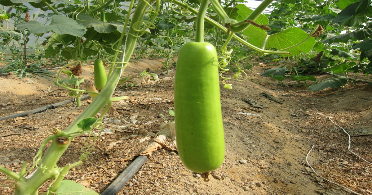 लौकी की बेल – Bottle Gourd Plant in Hindi