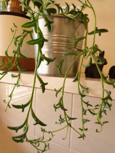 String of Dolphins Plant 