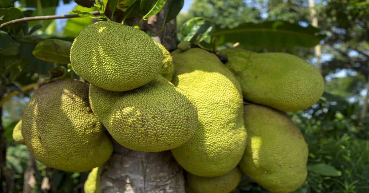कटहल का पेड़ – Jackfruit tree in Hindi