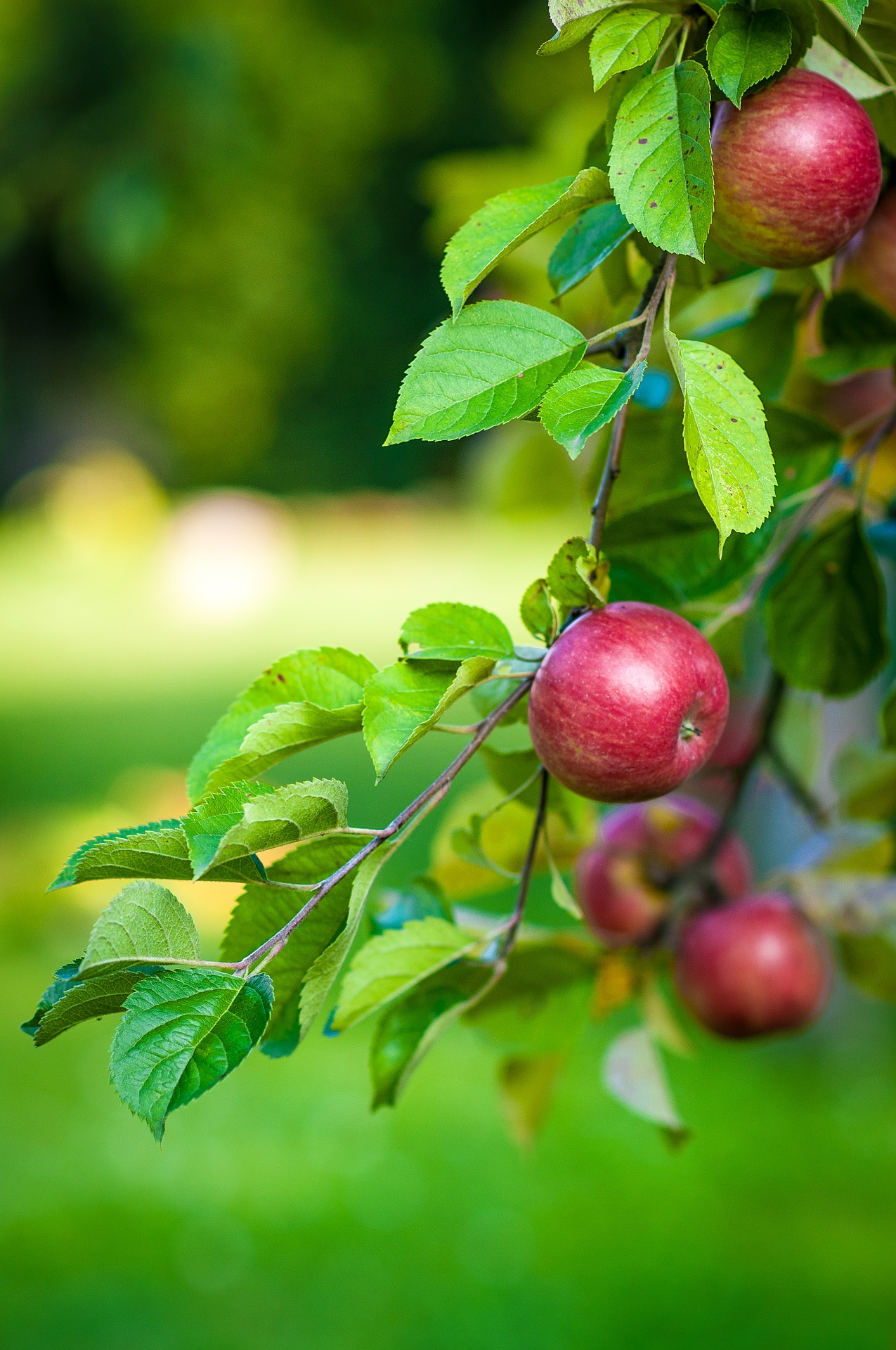 सेब का पेड़ उगाने का तरीका – Apple tree
