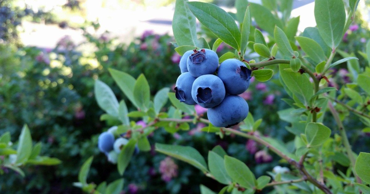 कंटेनरों में ब्लूबेरी का पौधा – Blueberry plant in Hindi