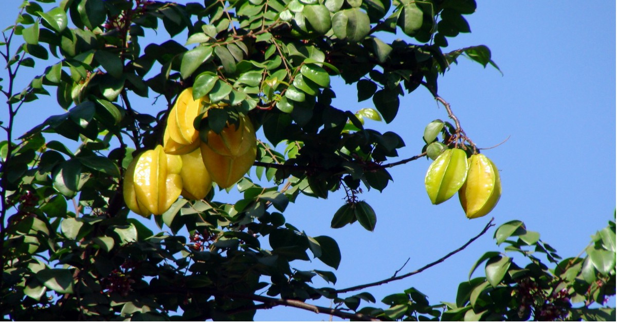 कमरख का पेड़ – Star Fruit Tree in Hindi