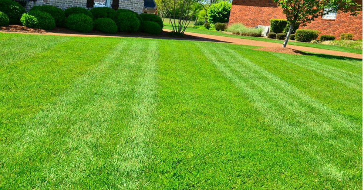 स्प्रिंग लॉन फर्टिलाइजर – Spring Lawn Fertilizer