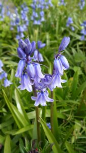 Spanish Bluebells