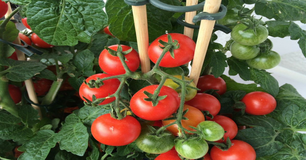 टमाटर को घर पर कैसे उगाएं – Tomato Plant
