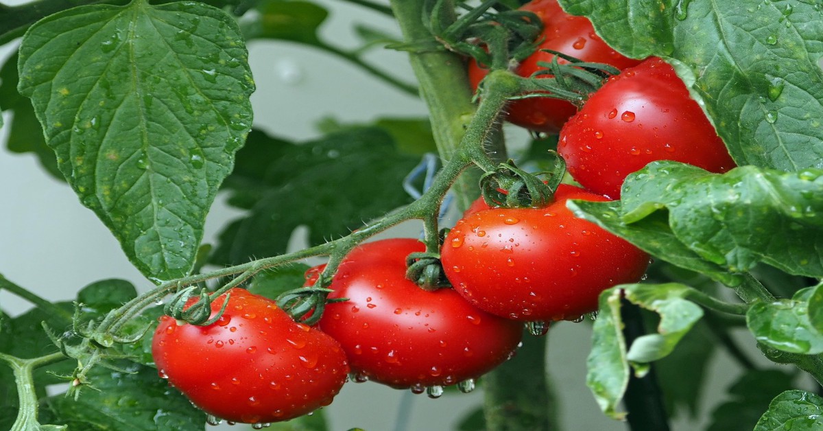बीज से टमाटर कैसे उगाएं – Tomato Plant in Hindi