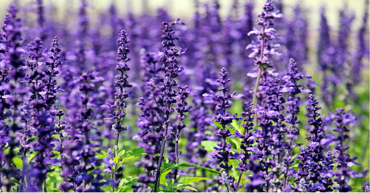 लैवेंडर का पौधा – Lavender Plant in Hindi