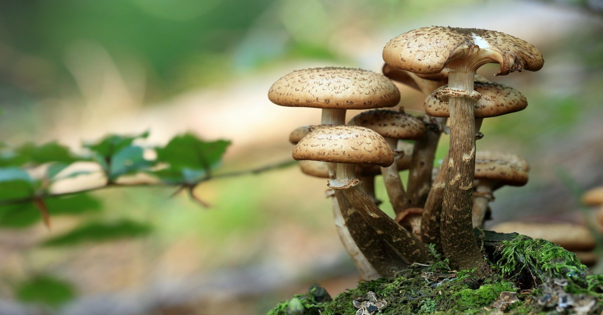 मशरूम की जानकारी – Mushroom in Hindi