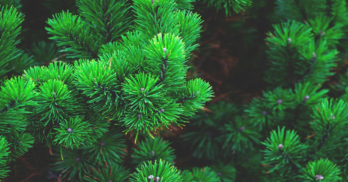 चीड़ का पेड़ – Pine tree information in Hindi