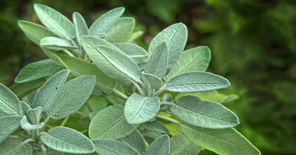 सेज का पौधा – Sage Plant Information in Hindi