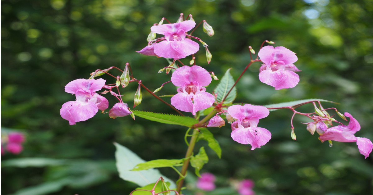Balsam plant Information in Hindi