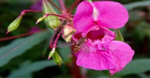 Balsam plant 