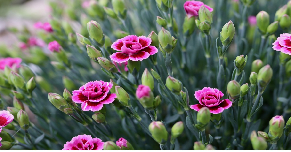 कार्नेशन का पौधा – Carnation plant in Hindi
