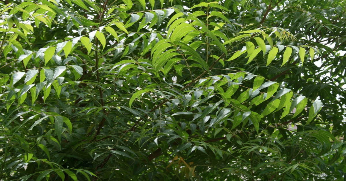 नीम का पेड़ – Neem tree Information in Hindi