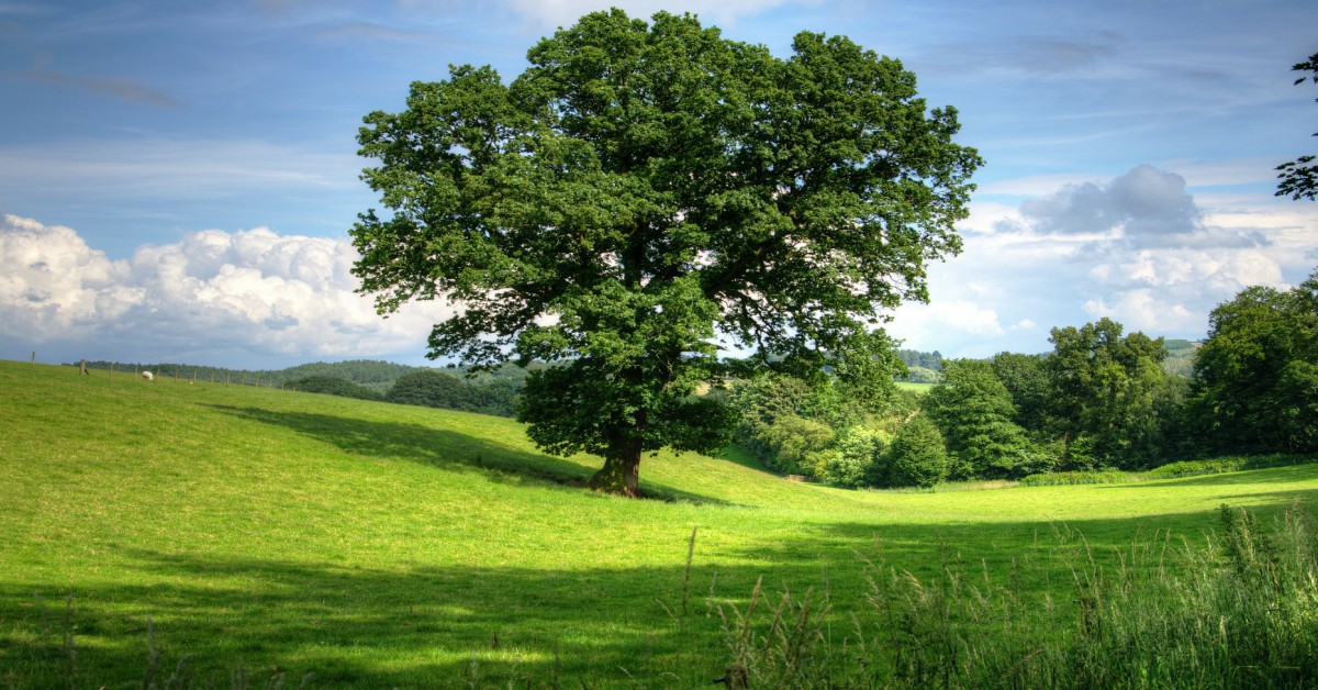 ओक का पेड़ – Oak tree Information in Hindi