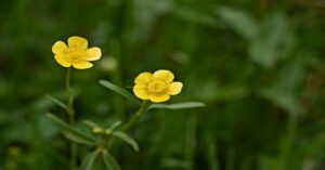 Buttercup Plant