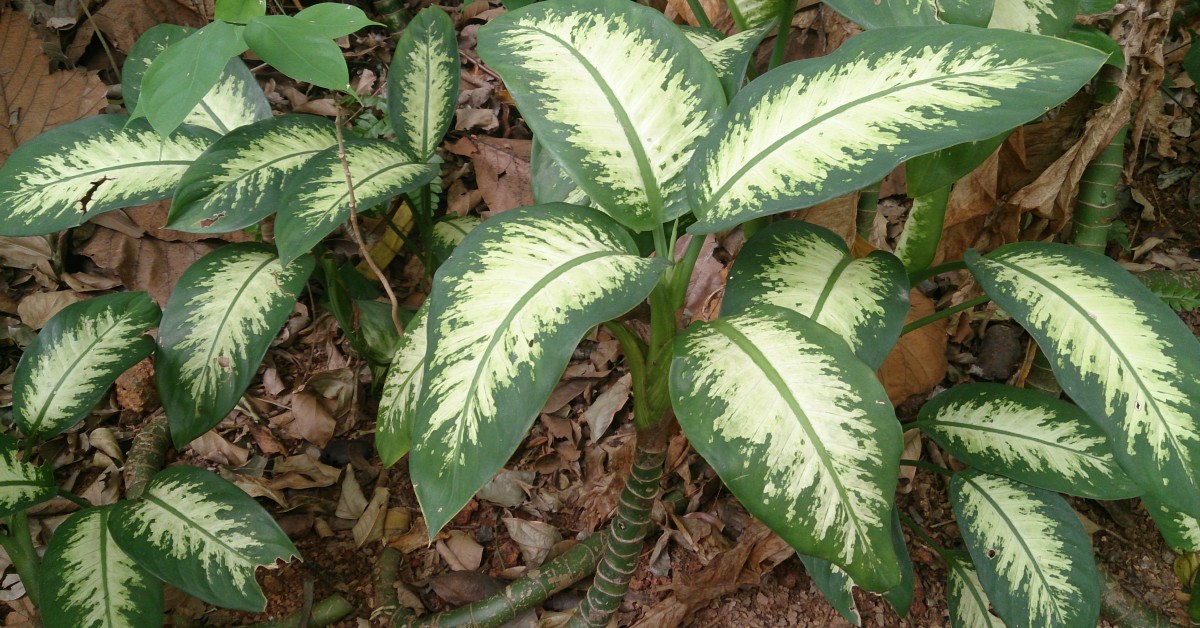 डंब केन का पौधा – Dieffenbachia Plant in Hindi