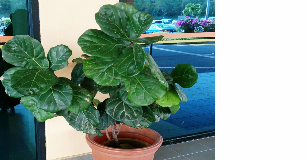 फीडल लीफ फिग – Fiddle leaf fig Plant in Hindi