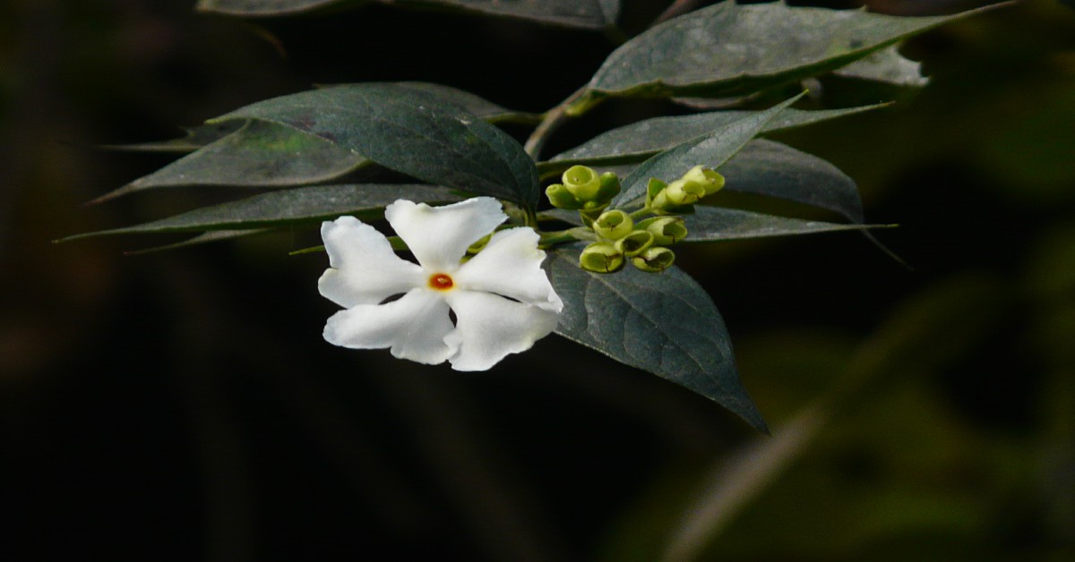 पारिजात का पौधा – Parijat Plant in Hindi