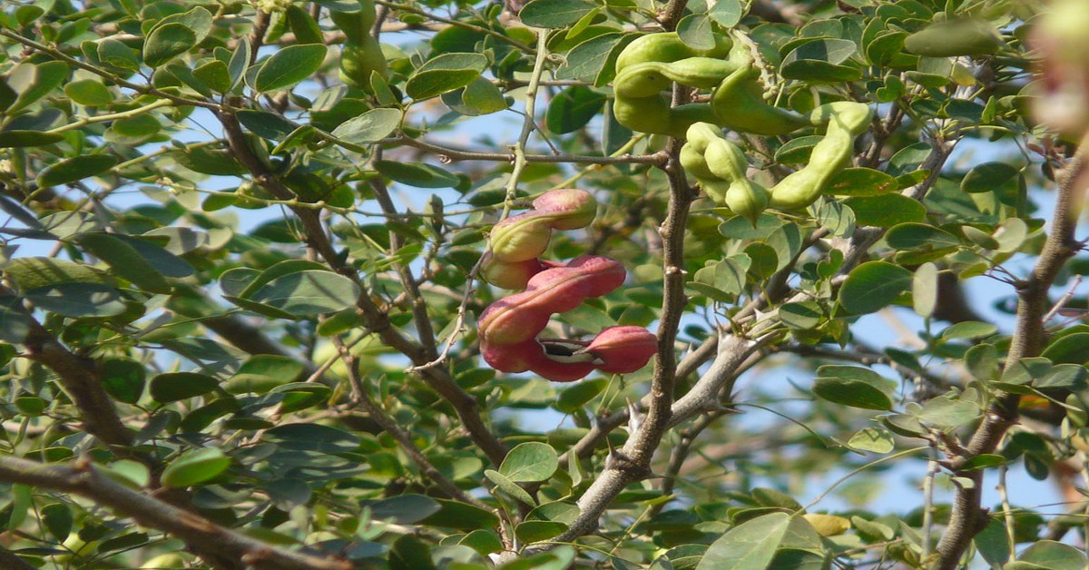 जंगल जलेबी का पेड़ – Jungle Jalebi in Hindi