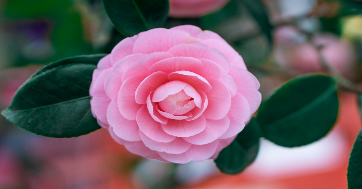 कैमेलिया का पौधा – Camellia Plant in Hindi