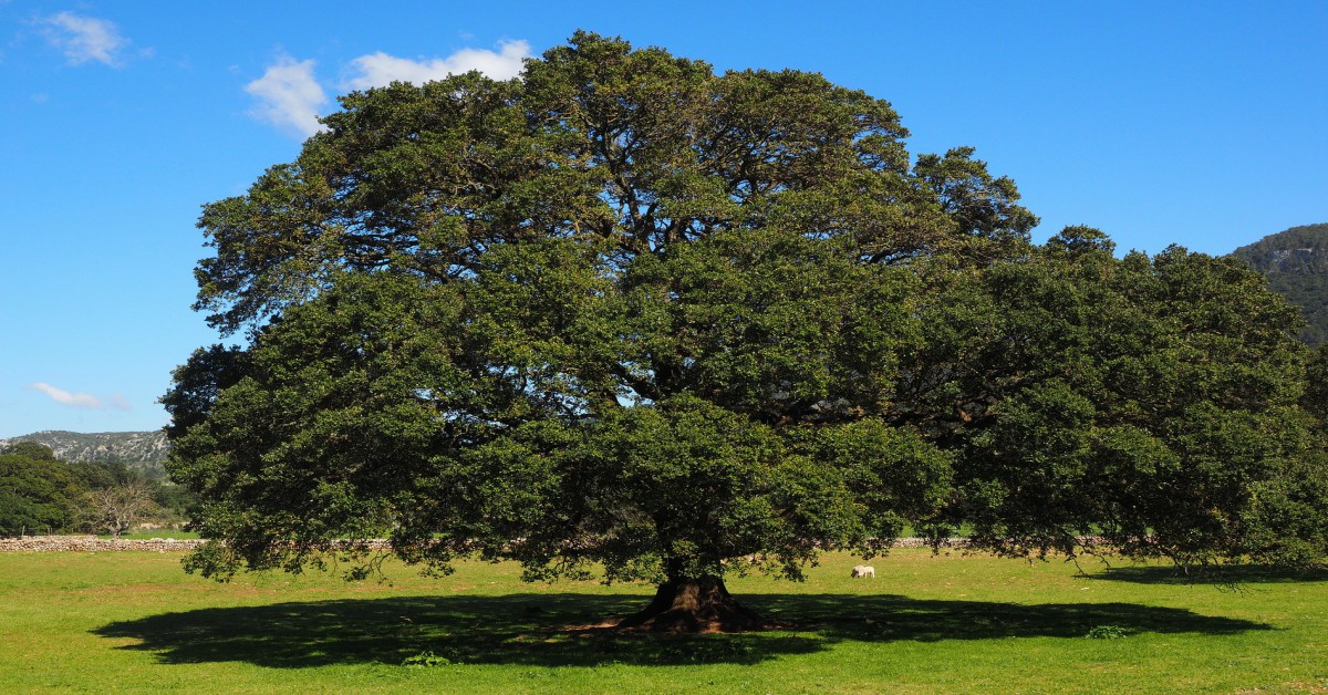 कपूर का पेड़ – Camphor Tree Information in Hindi