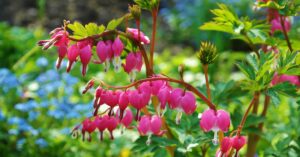 Bleeding Heart Plant 