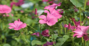 Lavatera Plant Information