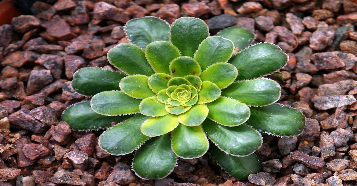 गूदेदार पौधों की मिट्टी – Best soil for succulents