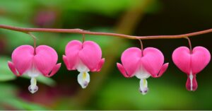 Bleeding Heart Plant 