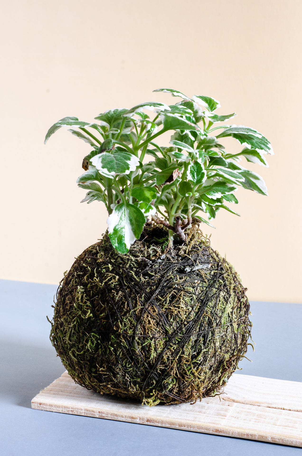 अरालिया का पौधा – Aralia Plant in Hindi