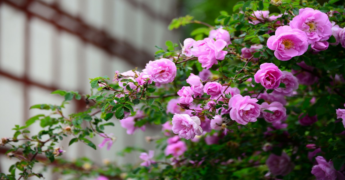 गुलाब की खाद – Fertilizer for Rose Plant