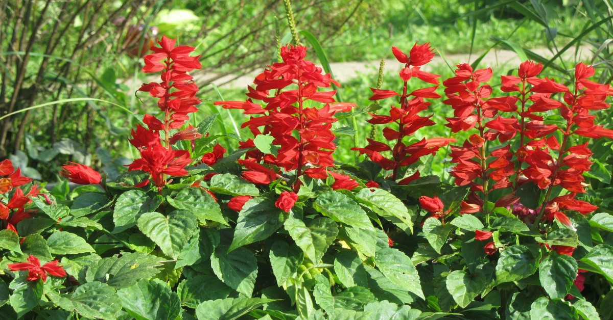 लाल साल्विया का पौधा – Red Salvia Plant in Hindi