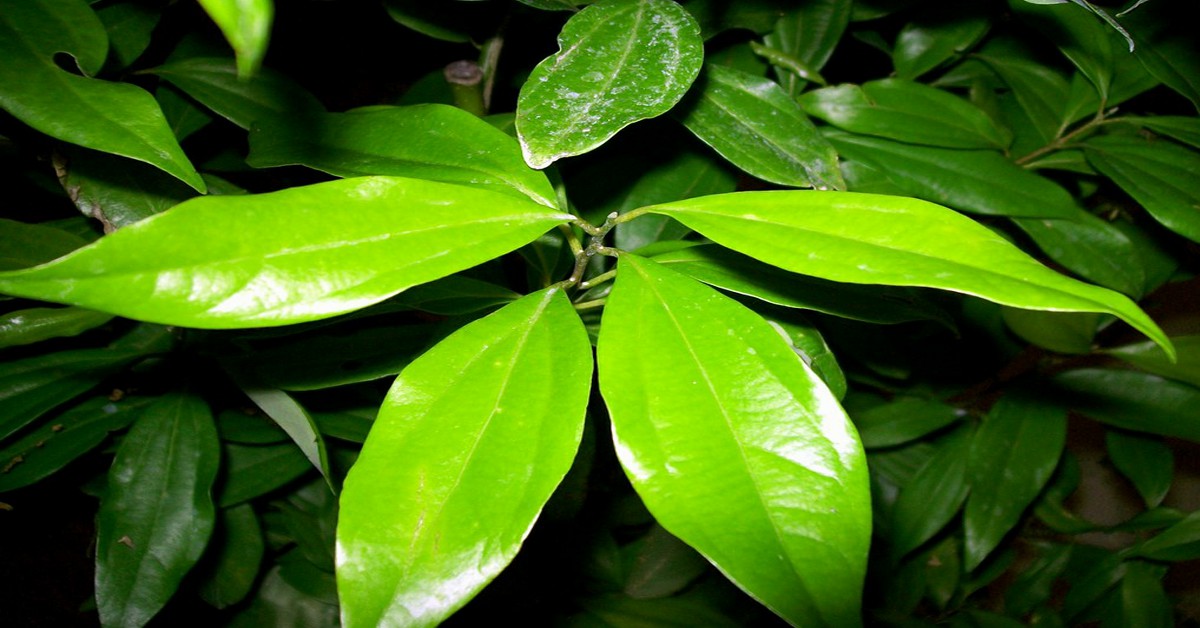 दालचीनी का पौधा – Cinnamon Plant in Hindi