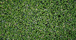 Duckweed plant