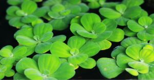 Water Lettuce प्लांट