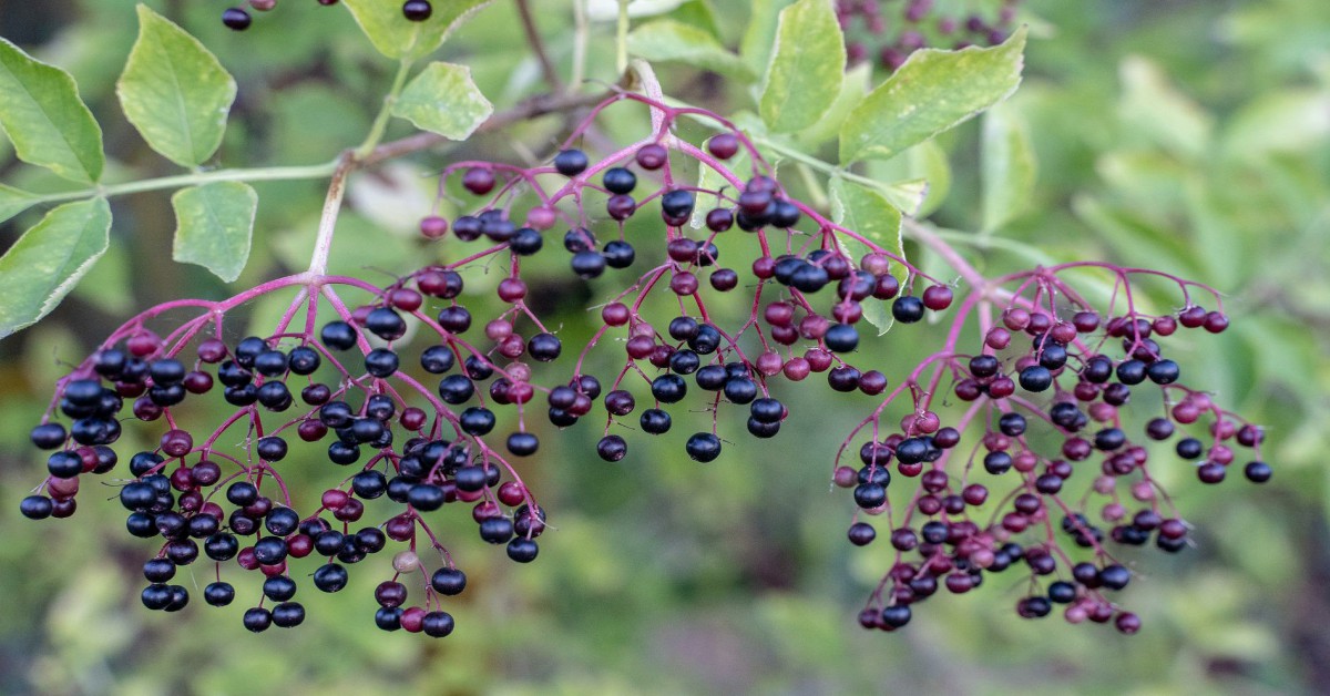 एल्डरबेरी का पेड़ – Elderberry Tree in Hindi