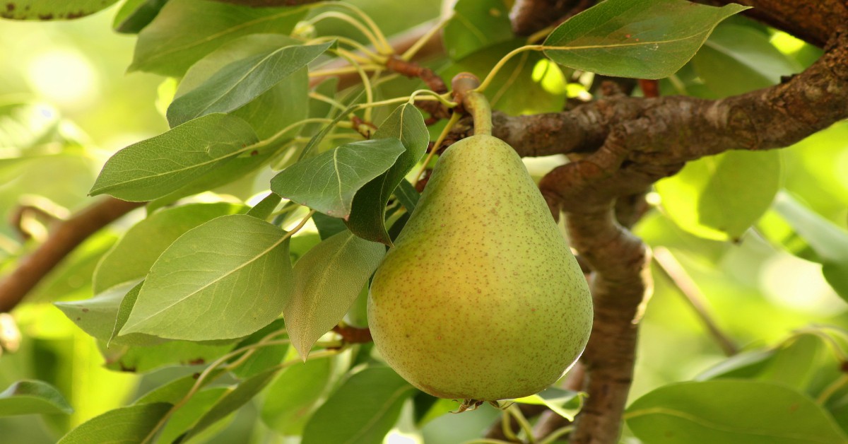 नाशपाती का पेड़ – Pear Tree Information in Hindi