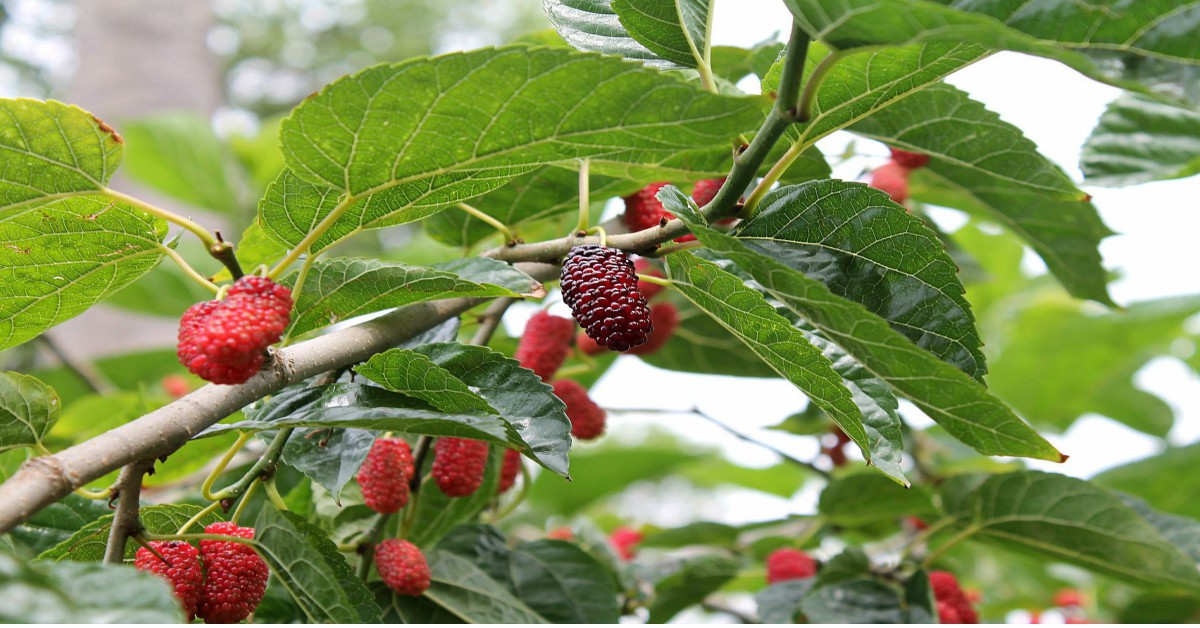 शहतूत का पेड़ – Mulberry Tree in Hindi