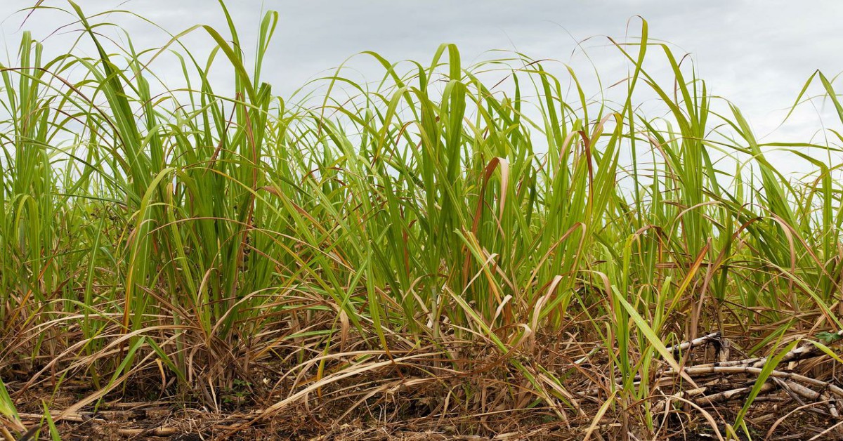 गन्ना उगाने का तरीका – Sugarcane in Hindi