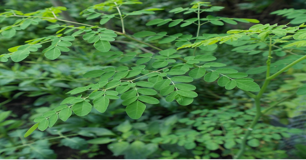 सहजन का पेड़ – Moringa tree Information in Hindi