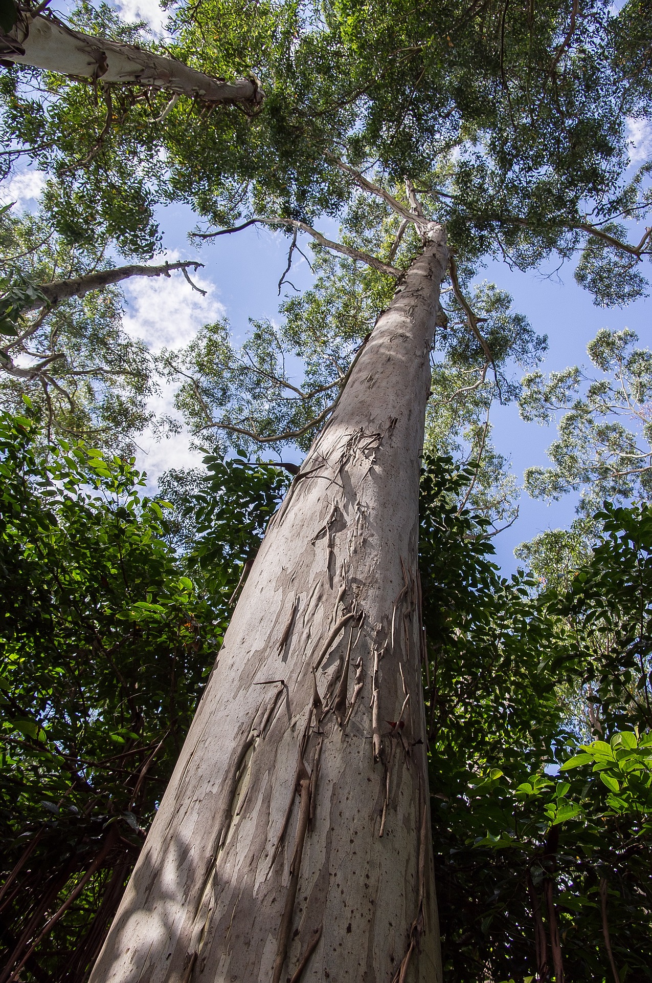 नीलगिरी का पेड़ – Eucalyptus tree in Hindi