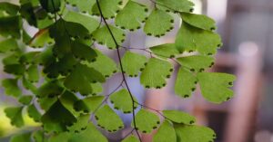 Maidenhair Fern