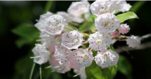 Mountain Laurel का पौधा