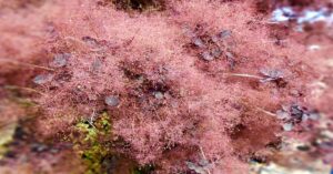 Smoke Bush प्लांट