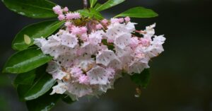 Mountain Laurel का पौधा