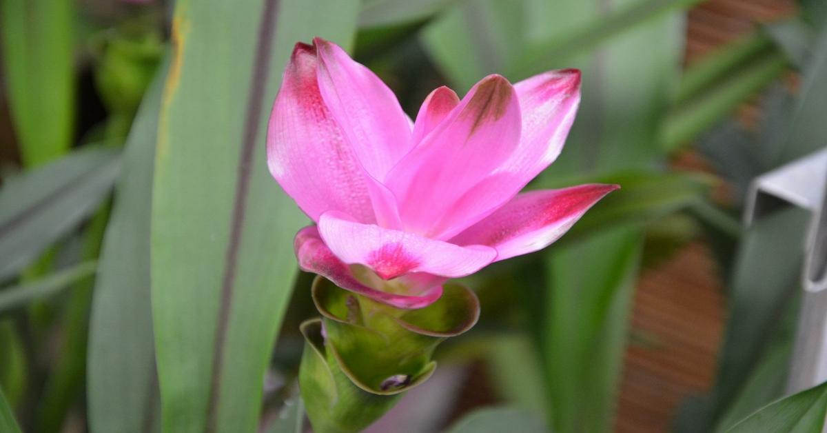हल्दी का पौधा – Turmeric Plant in Hindi