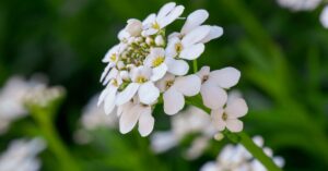Candytuft Plant